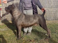 ŞECERELİ ANNE BABADAN ŞECERELİ CANE CORSO YAVRULARI
