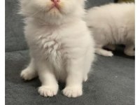 British longhair 35 günlük