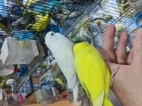 YAVRU MUHABBET KUŞLARI