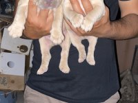 A kalite french bulldog yavrular günü gelen aşıları yapıldı