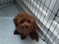 Toy Poodle Orjinal