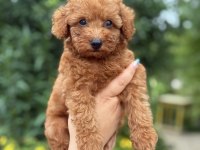 Erkek Teacup Poodle