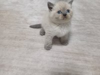 Minnoş Kedim