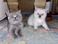 British shorthair yavrularıma yuva arıyorum