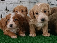 Maltipoo yavrularımız