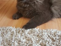 British longhair