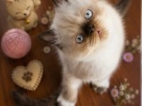 Safkan Exotic Shorthair bebekler