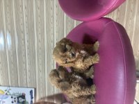 CAVAPOO kavapo