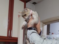 Güzel kızımız yeni yuvasını arıyor british shorthair