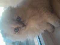 Coco dişi british longhair