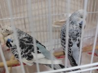 Show Jumbo Yavru Muhabbet Kuşu