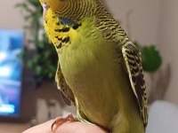Yavru muhabbet kuşu show jumbo