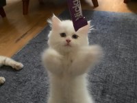 İnci beyazı 2 aylık dişi british longhair