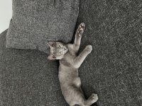 5 aylık gri british shorthair