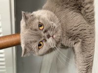 Scottish Fold Kedisi