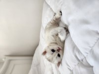 British Shorthair Yavrular