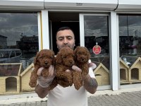 shoooowwww kalite toy poodle yavrular ankara mağazamızda