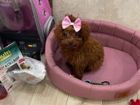 SÜPER KALİTEDE POODLE SAĞLIK GARANTİLİ GÜVENİLİR