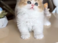 British Longhair Bicolor Dişi Yavru Ny2533