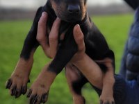 Safkan Irk Garantili Doberman Yavrular