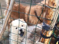 AYI SURAT CHOW CHOW YAVRULARI