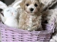 Maltipoo Yavrularımız