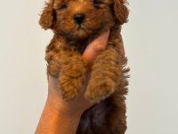Kaliteli renklerde uygun poodle