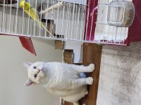 Red point british shorthair