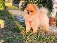 Pomeranian oğlumuz yeni eş adaylarını aramaktadır