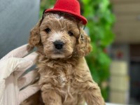 MALTİPOO BEBEKLERİ