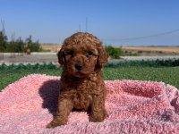 TOY POODLE BEBEKLER