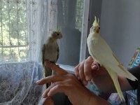 Sağlıklı sultan papağanı