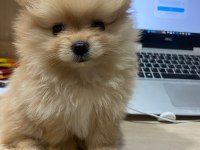 POMERANİAN BOO ERKEK DOSTA GİDER FP