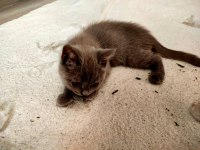 Moka ya yuva arıyoruz British Shorthair