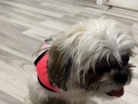 Çok Uysal Çok Akıllı Dişi Shih Tzu