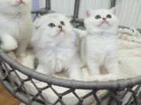 Silver chinchilla rengi safkan yavrular