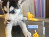 Show Clas Sibirya Kurdu Husky Yavrular 2 Erkek Dişi