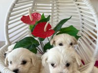 Maltese teriyer