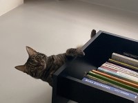 2.5 Yaşında kısır dişi tekir