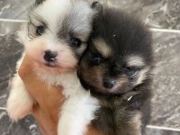 Teacup orjinal pomeranian yavrular
