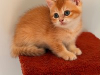 Altın sarısı golden british shorthair kızım
