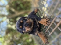 Safkan şecereli soydan rottweiler yavrular