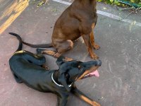 İSTANBUL YENİ DOĞACAK SAFKAN DOBERMAN YAVRULARI