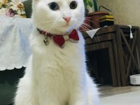 Scottish fold kedimize eş arıyoruz