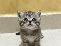 Chinchilla 1 buçuk aylık bebekler