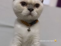 3,5 Aylık erkek british shorthair