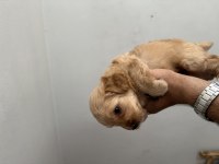 İYİ KALİTE MALTİPOO