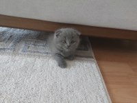 2 haftalık british longhair yavru