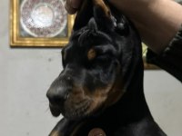 Üst düzey şecereli doberman yavruları