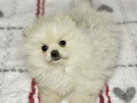Micro boy Ayı Surat Pomeranian Boo